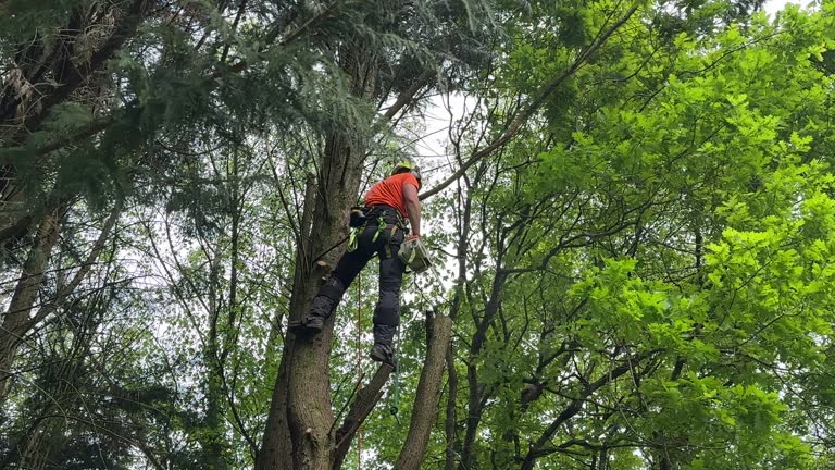 Best Tree Disease Treatment  in Bensville, MD